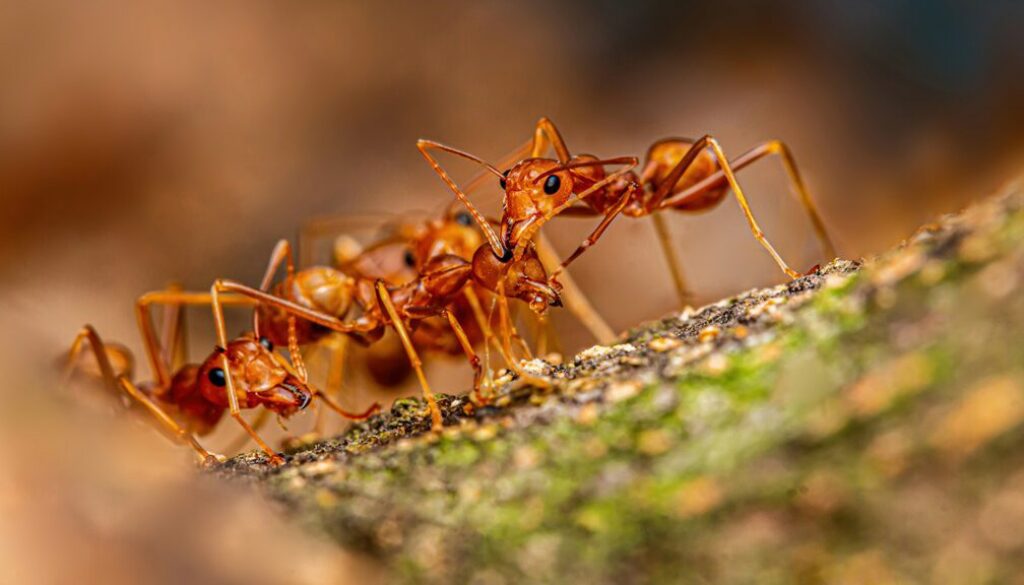 Ant bites_334494230