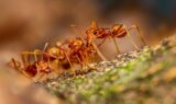 Closeup of a Fire Ant on a Leaf How to Treat Ant Bites