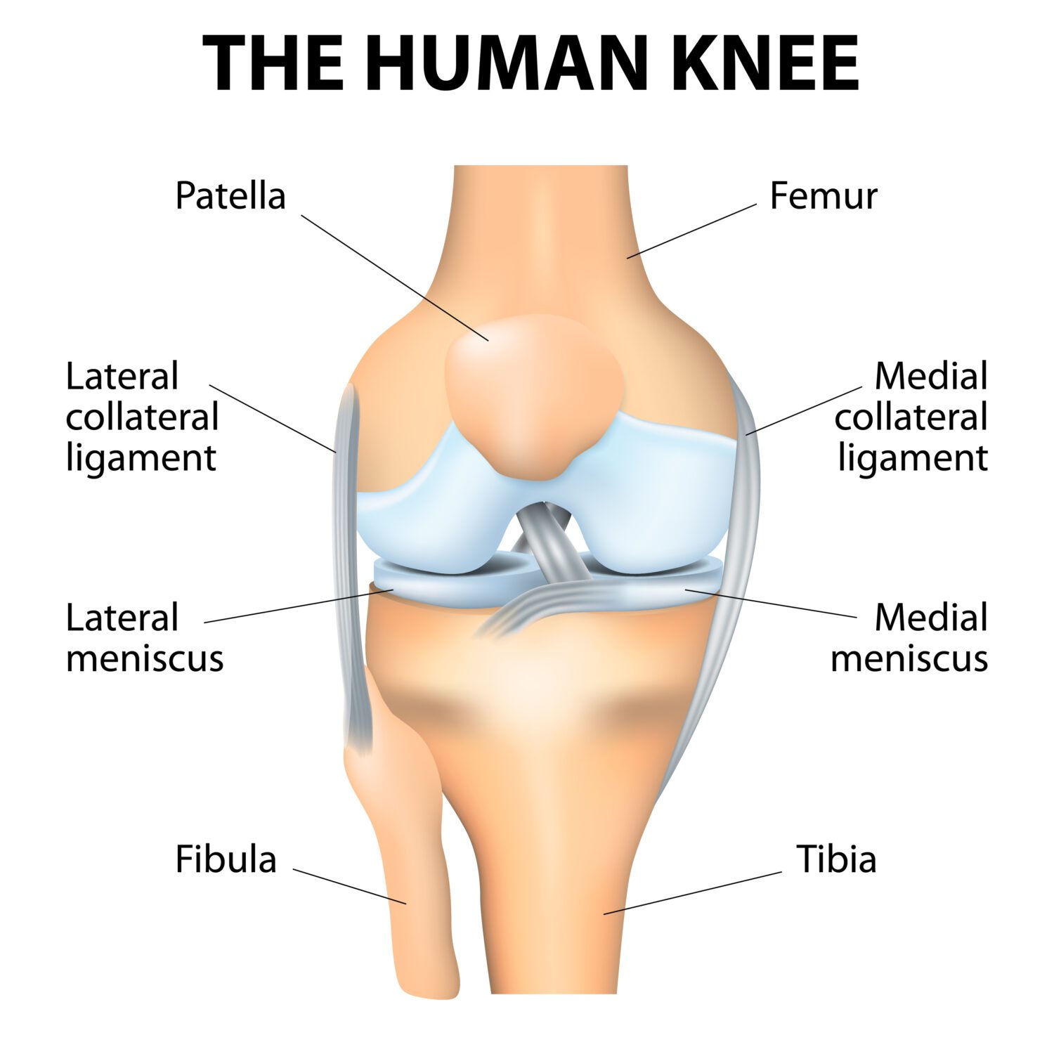 Human Knee Anatomy