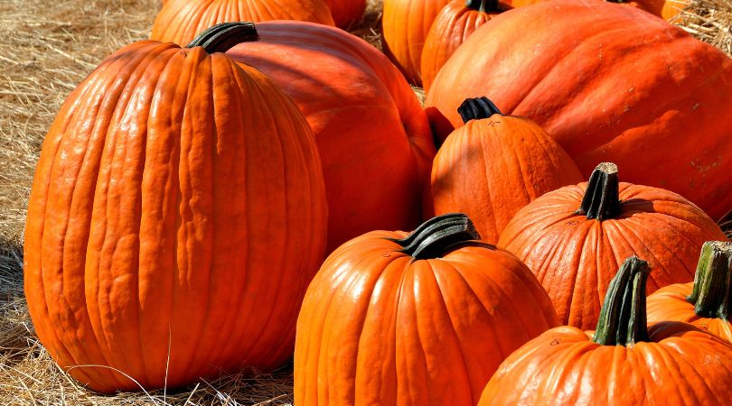 fall pumpkin recipes (1)