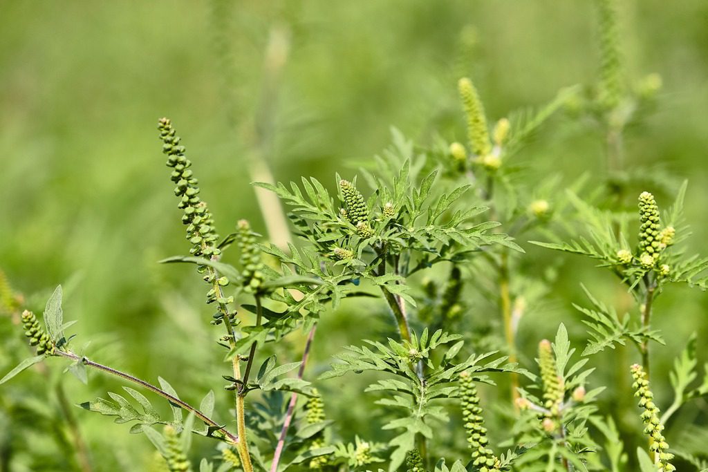 Ragweed Plants Blooming